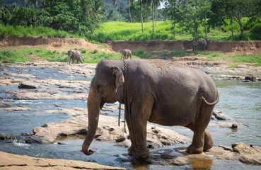 Asian elephants walking in a river near the village of Pinnawala, Sri Lanka.