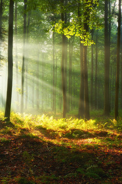 Fototapeta Beautiful morning in the forest