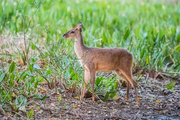  Gray Brocket,Mazama gouazoubira,Mato Grosso, Brazil