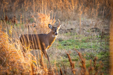 Naklejka na ściany i meble Young whitetail buck in field during sunset