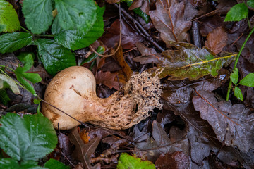 An uprooted earthball lying on the forest floor
