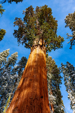 Giant Sequoias stand majestically and covered in snow following a winter storm in Sequoia National Park within the Sierra Nevada Mountains in California, USA. © Eric Carlander