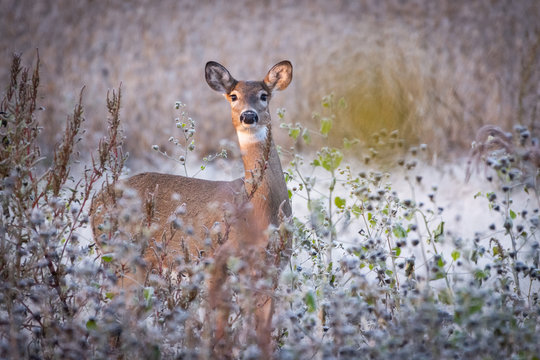 Whitetail doe in field on frosty morning