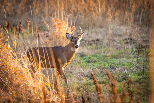 Young whitetail buck in field during sunset