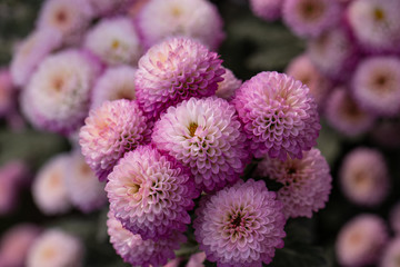 Pink chrysanthemums close up in autumn Sunny day in the garden. Autumn flowers. Flower head