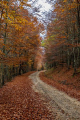beech forests in autumn, beauty
