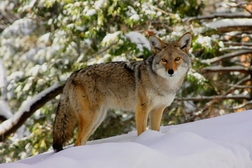 A coyote hunts and scavenges for food following a heaving snowstorm in Sequoia National Park in the Sierra Nevada Mountains of California, USA. 