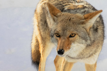 Fototapeta premium A coyote hunts and scavenges for food following a heaving snowstorm in Sequoia National Park in the Sierra Nevada Mountains of California, USA. 