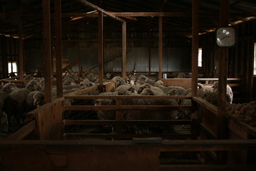 sheep waiting overnight to be shorn in an old traditional timber shearing shed on a family farm in rural Victoria, Australia