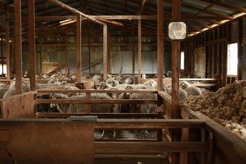 sheep waiting overnight to be shorn in an old traditional timber shearing shed on a family farm in rural Victoria, Australia