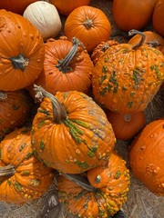 Pumpkin assort close up on a farm patch autumn all seasonal festival background wallpaper 