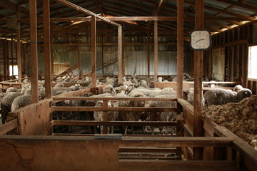 sheep waiting overnight to be shorn in an old traditional timber shearing shed on a family farm in...