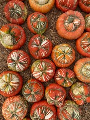 Pumpkin assort close up on a farm patch autumn all seasonal festival background wallpaper 