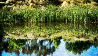 Landscape with reed grass on a blue pond on a calm day