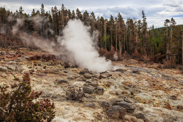 Steamboat Geyser Venting in the Yellowstone National Park