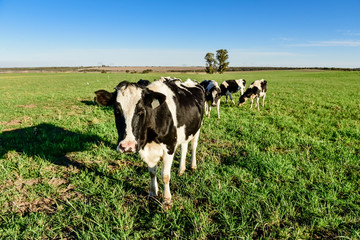 Dairy cow in Pampas countryside,Patagonia,Argentina