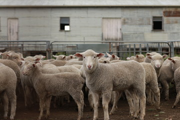 Flocks of young unshorn lambs seperated, in the sheep yards, from their parents, out the front of the shearing sheds waiting to be shorn, on a small family farm in rural Victoria, Australia