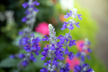 The background image of the colorful flowers