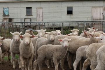Obraz premium Flocks of young unshorn lambs seperated, in the sheep yards, from their parents, out the front of the shearing sheds waiting to be shorn, on a small family farm in rural Victoria, Australia