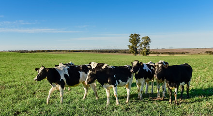 Dairy cow in Pampas countryside,Patagonia,Argentina