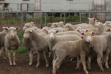 Naklejka na ściany i meble Flocks of young unshorn lambs seperated, in the sheep yards, from their parents, out the front of the shearing sheds waiting to be shorn, on a small family farm in rural Victoria, Australia