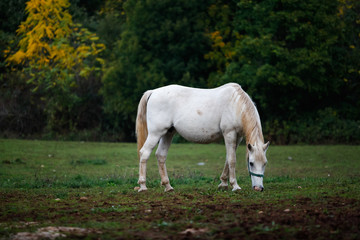Obraz na płótnie Canvas Lipizzaner horse in the meadow of Slovenia