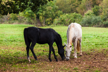 Obraz na płótnie Canvas Two horses grazing in a meadow