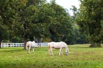 Fototapeta na wymiar Lipizzaner horses in the meadow of Slovenia