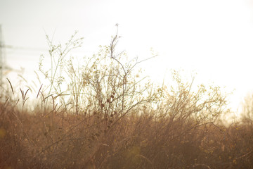 A woman pours a hot drink from a thermos into a mug. Refreshment while hiking. Clink glasses of tea in the morning at dawn, three people drink tea. Metal cups on the nature. Hands warm hot coffee