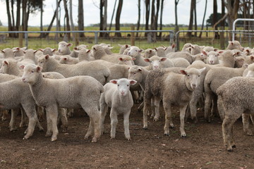 Obraz na płótnie Canvas Flocks of young unshorn lambs seperated, in the sheep yards, from their parents, out the front of the shearing sheds waiting to be shorn, on a small family farm in rural Victoria, Australia