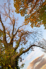 tree in autumn