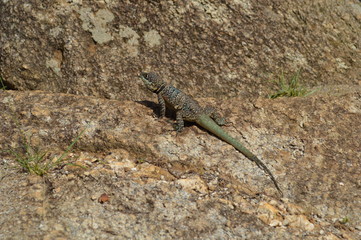 lizard on rock 