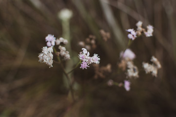 Flowers outdoor flora nature beauty