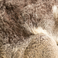 Close up of koala fur