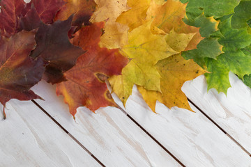 Autumn background with different colour leaves