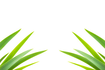 beautiful long green leaves nature in isolated white background product space with clipping path