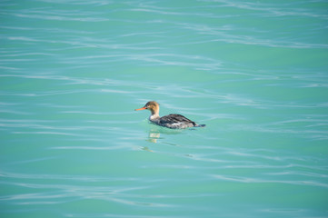 Merganser