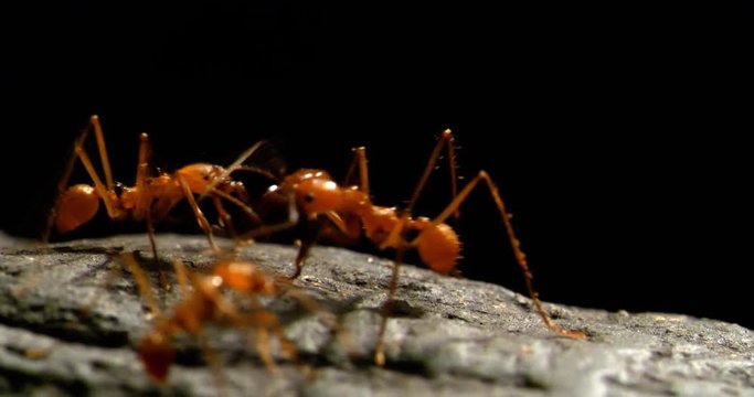 4K - Leaf-cutter ants. Close-up