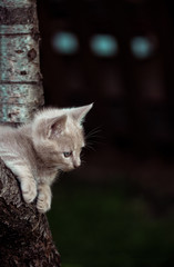 Obraz premium Cute European kitten on green grass .