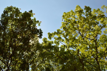 Flowers outdoor flora nature beauty