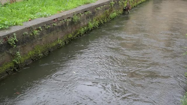 Dirty river after the flood, rapid stream after a storm, flat color profile, high quality 4k clip