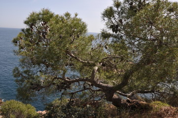 árbol