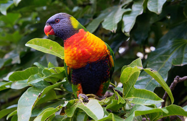 rainbow lorikeet in a tree in Brisbane Koala sanctuary