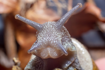 snail close up