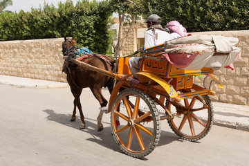 Fototapeta premium Caballos junto a las pirámides de El Cairo, Egypto