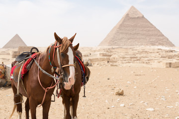 Caballos junto a las pirámides de El Cairo, Egypto