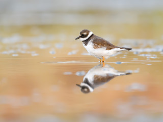 Common Ringed Plover  in early Morning