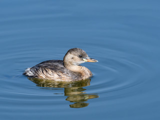 Little Grebe with Reflection Swimming