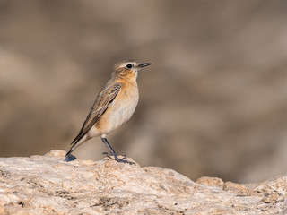 Isabelline Wheatear Perched on a Rock