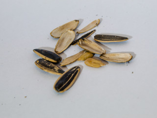 Closeup of black sunflower seeds isolated on white